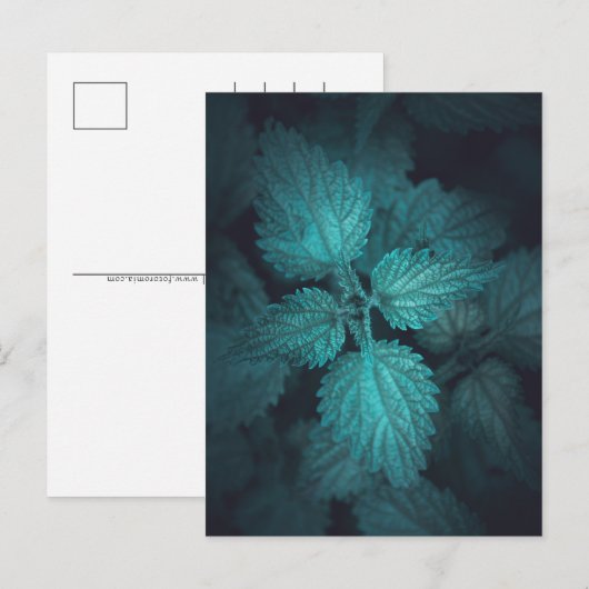 Stinging Nettle自然写真 シーズンポストカード (正面/裏面)