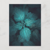 Stinging Nettle自然写真 シーズンポストカード (正面)