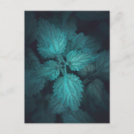 Stinging Nettle自然写真 シーズンポストカード