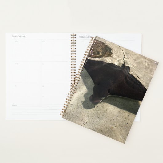 Stingray プランナー手帳 (ディスプレー)