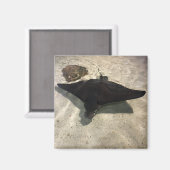 Stingray マグネット (正面/裏面)