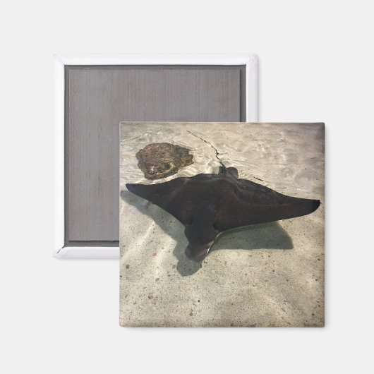 Stingray マグネット (正面/裏面)