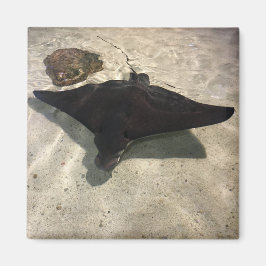 Stingray マグネット