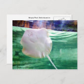 Stingray '顔'、ドバイ ポストカード (正面/裏面)