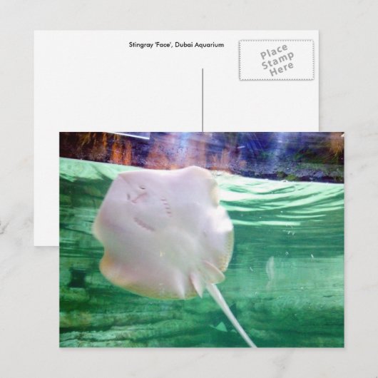 Stingray '顔'、ドバイ ポストカード (正面/裏面)