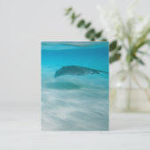 Stingray Cruising the Caribbean ポストカード (スタンド正面)