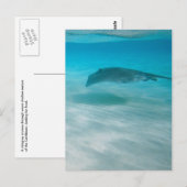 Stingray Cruising the Caribbean ポストカード (正面/裏面)