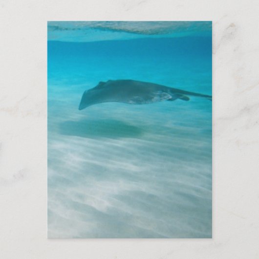 Stingray Cruising the Caribbean ポストカード (正面)