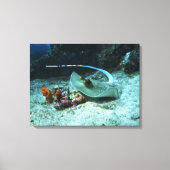 Stingray in move - Photo taken at Coral Triangle | キャンバスプリント (正面)