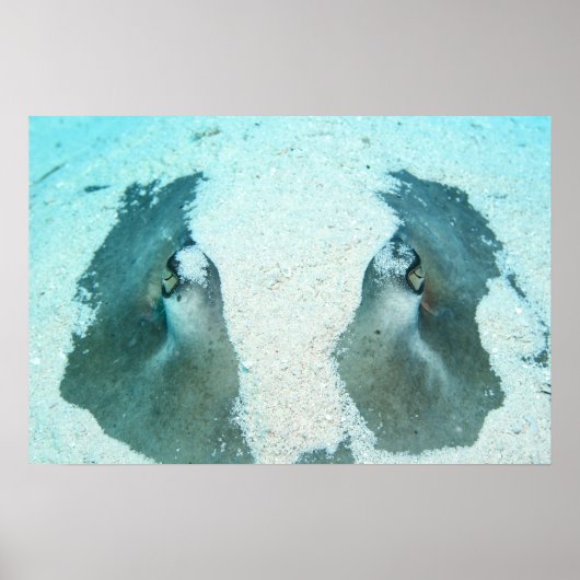 Stingray Up Close Poster ポスター (正面)