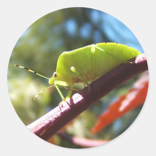 Stink bug 216 ~シール ラウンドシール (正面)