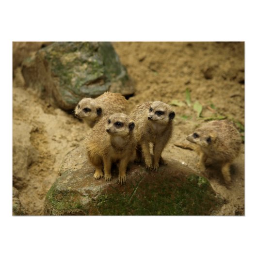 Stokstaartjes, meercat  ポスター (正面)