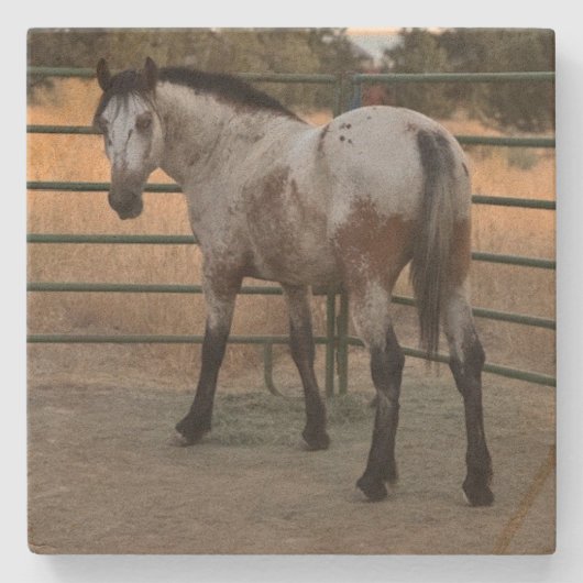 Stone Coaster_appy backside  ストーンコースター (正面)