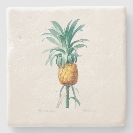 STONE COASTER : PINEAPPLE : REDOUTE ストーンコースター (正面)