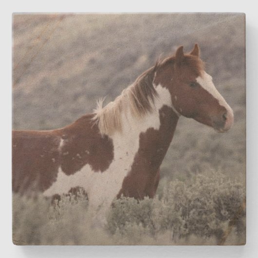 Stone Coaster_pinto stallion side  ストーンコースター (正面)