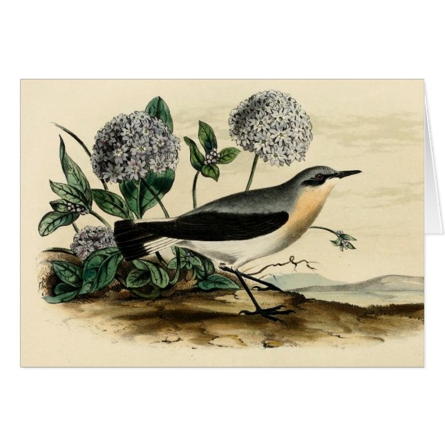 Stonechatのミソサザイ (正面横)