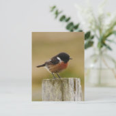 Stonechat Postcard シーズンポストカード (スタンド正面)