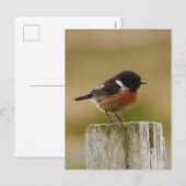 Stonechat Postcard シーズンポストカード (正面/裏面)