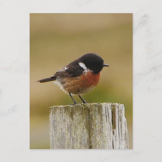 Stonechat Postcard シーズンポストカード (正面)
