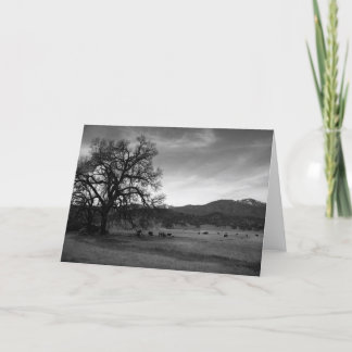 Stonyford、Colusa郡、CA 1966年の北の牛 カード