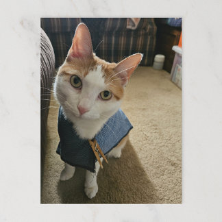 Stop Embarrassing Me! Postcard シーズンポストカード