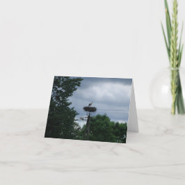 Stork写真ベビー妊娠告知カード カード