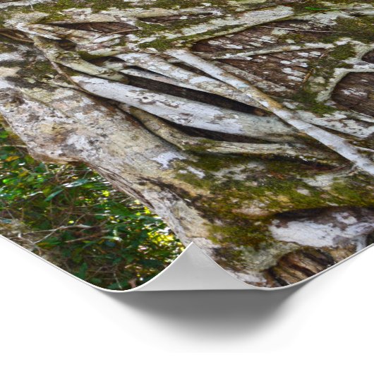 Strangler Fig, Big Cypress National Preserve, FL ポスター (角)