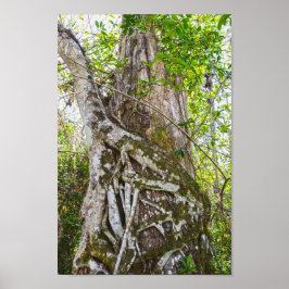 Strangler Fig, Big Cypress National Preserve, FL ポスター