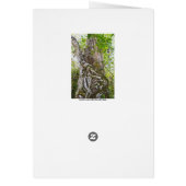 Strangler Fig, Big Cypress Swamp, Florida (裏面)