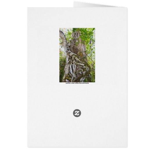 Strangler Fig, Big Cypress Swamp, Florida (裏面)