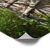 Strangler Fig, Big Cypress Swamp, Florida ポスター (角)