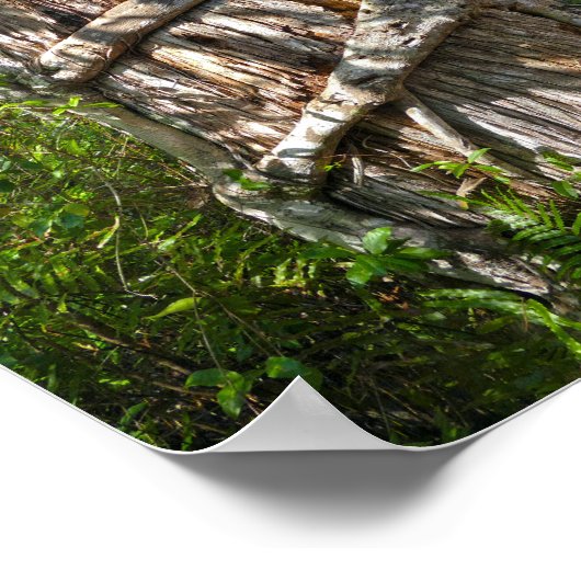 Strangler Fig, Big Cypress Swamp, Florida ポスター (角)