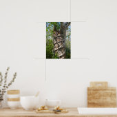 Strangler Fig, Big Cypress Swamp, Florida ポスター (キッチン)