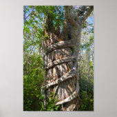 Strangler Fig, Big Cypress Swamp, Florida ポスター (正面)