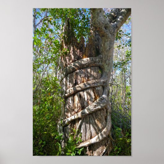 Strangler Fig, Big Cypress Swamp, Florida ポスター (正面)