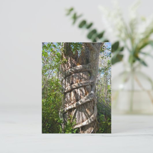 Strangler Fig, Big Cypress Swamp, Florida ポストカード (スタンド正面)