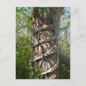 Strangler Fig, Big Cypress Swamp, Florida ポストカード (正面)