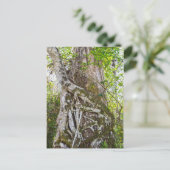 Strangler Fig, Big Cypress Swamp, Florida ポストカード (スタンド正面)
