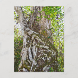 Strangler Fig, Big Cypress Swamp, Florida ポストカード