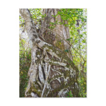 Strangler Fig, Big Cypress Swamp, Florida
