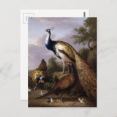 STRANOVER、トビアス鳥孔雀の動物のヴィンテージ ポストカード (正面/裏面)