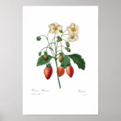 Strawberry ポスター (正面)