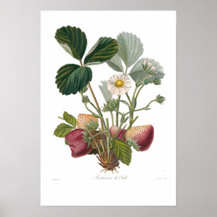 Strawberry ポスター