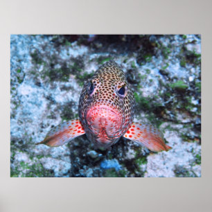 Strawberry Grouper ポスター