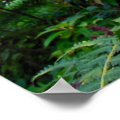 Strawberry Guava Trees ポスター (角)