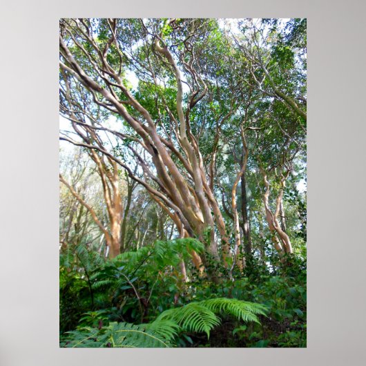 Strawberry Guava Trees ポスター (正面)