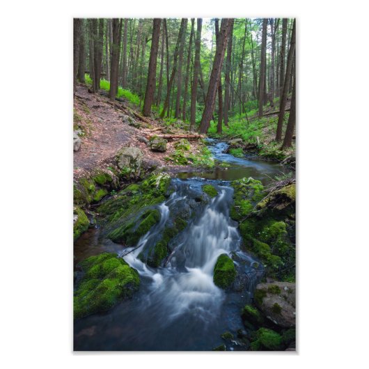 Stream Along the Trail フォトプリント (正面)