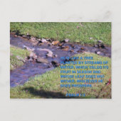 STREAMS ポストカード (正面)