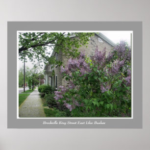Street East Brockville王の薄紫薮 ポスター