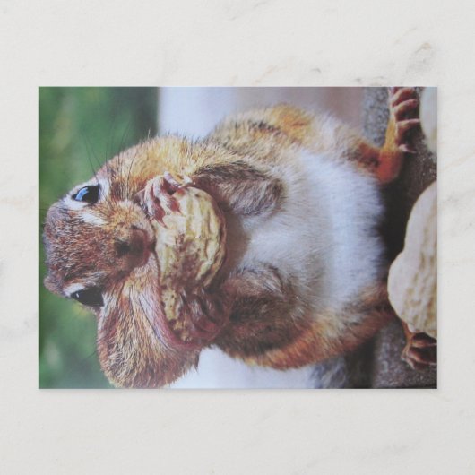 Streifenhörnchen- Postkarte ポストカード (正面)